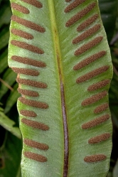 asplenium scolopendrium thumbnail graphic